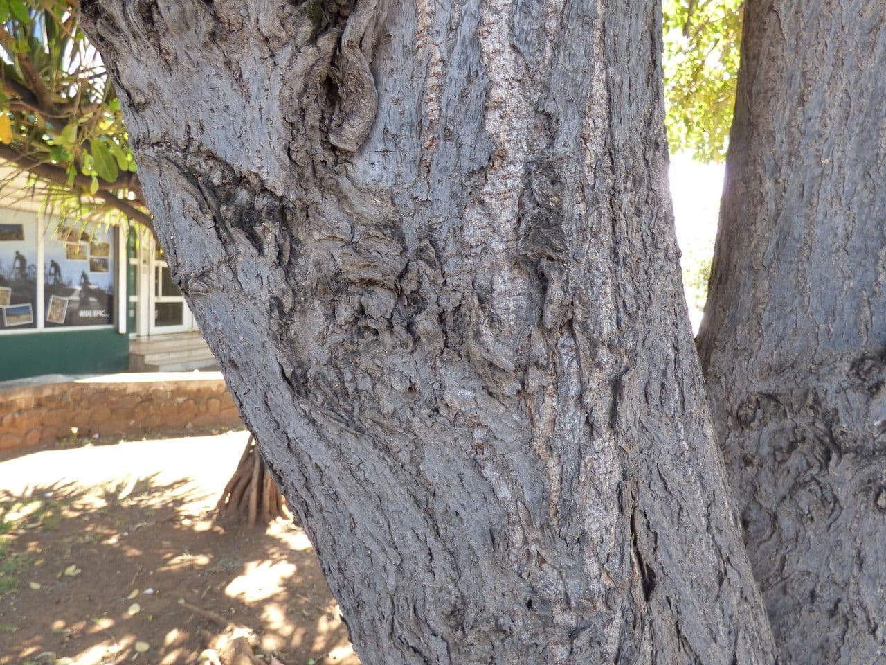 Tabebuia bledá 23
