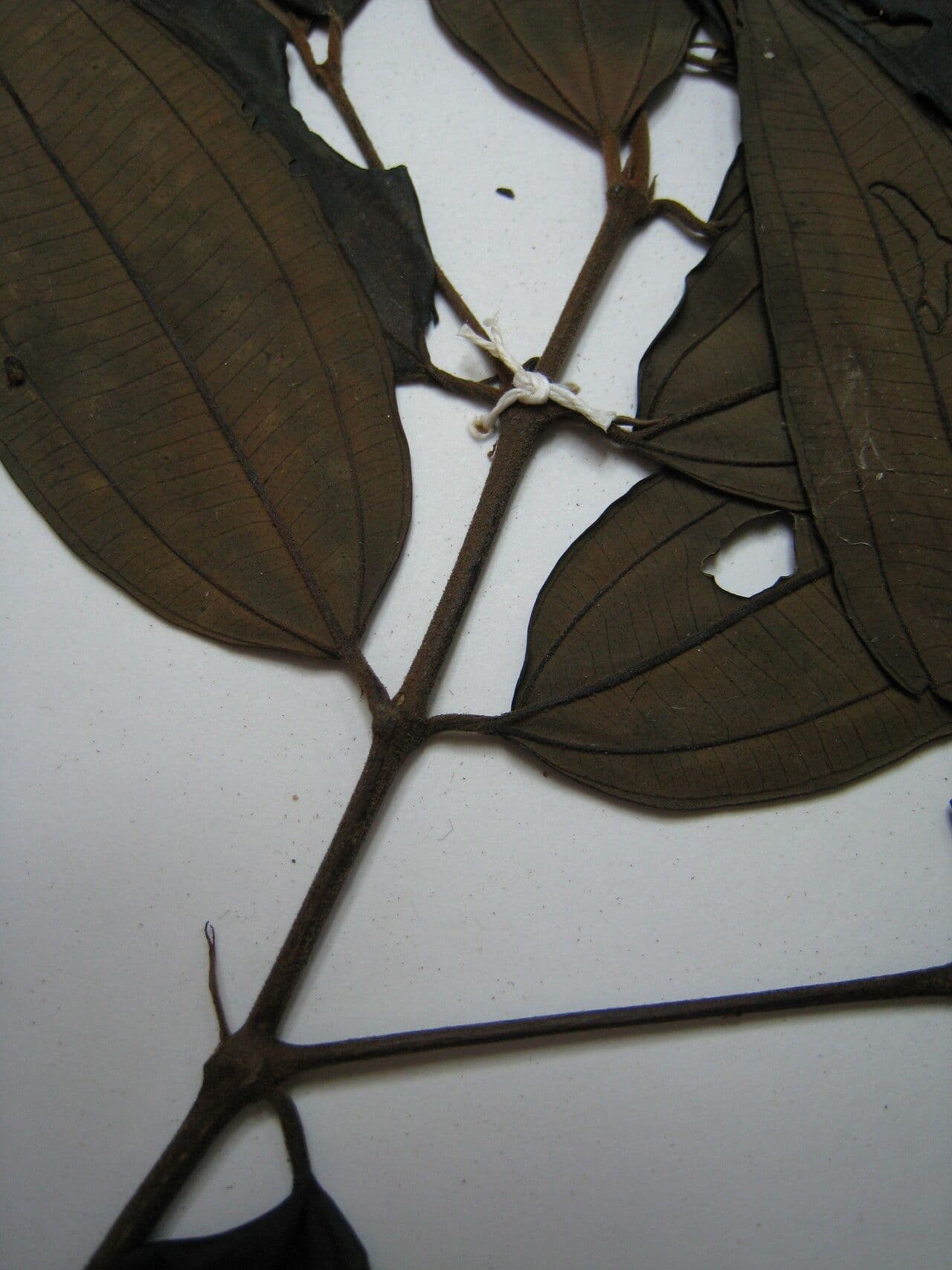 Miconia 4