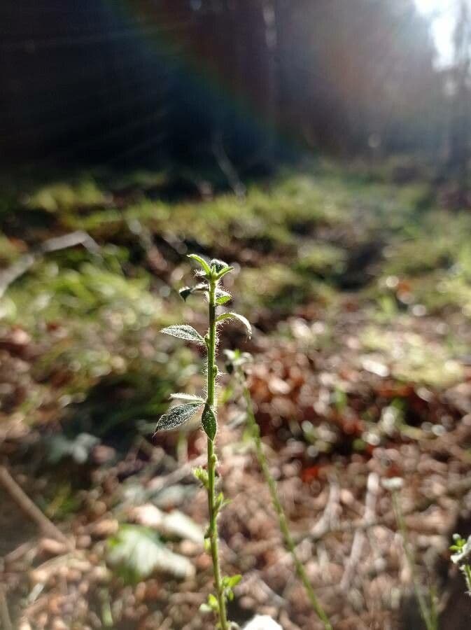 Acmispon americanus 13