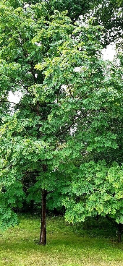 Kaffeebaum 11