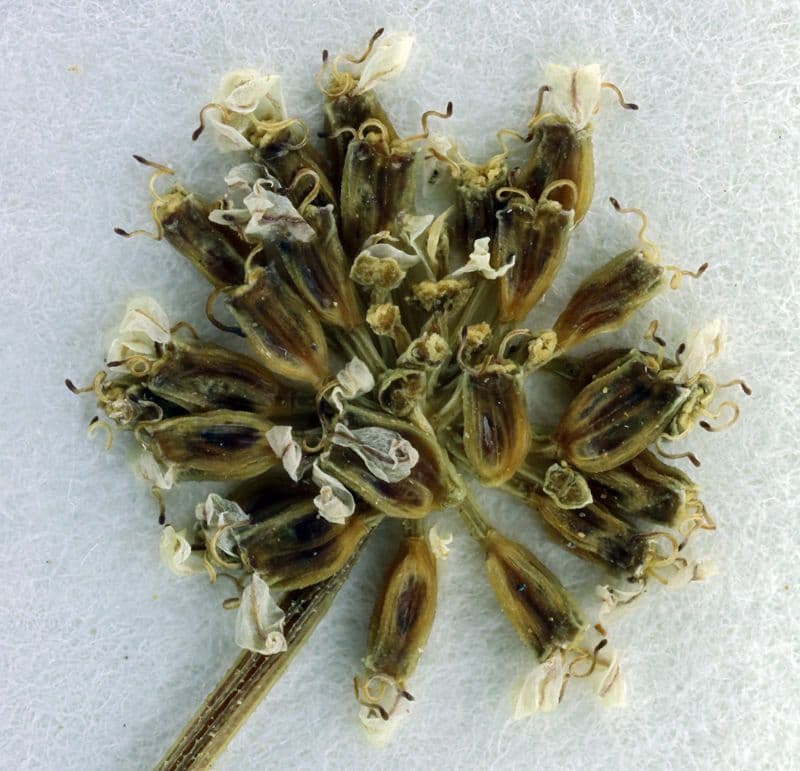 Lomatium di Engelmann 5