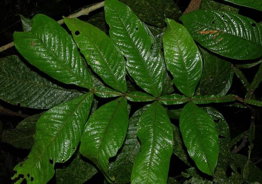 Inga 8