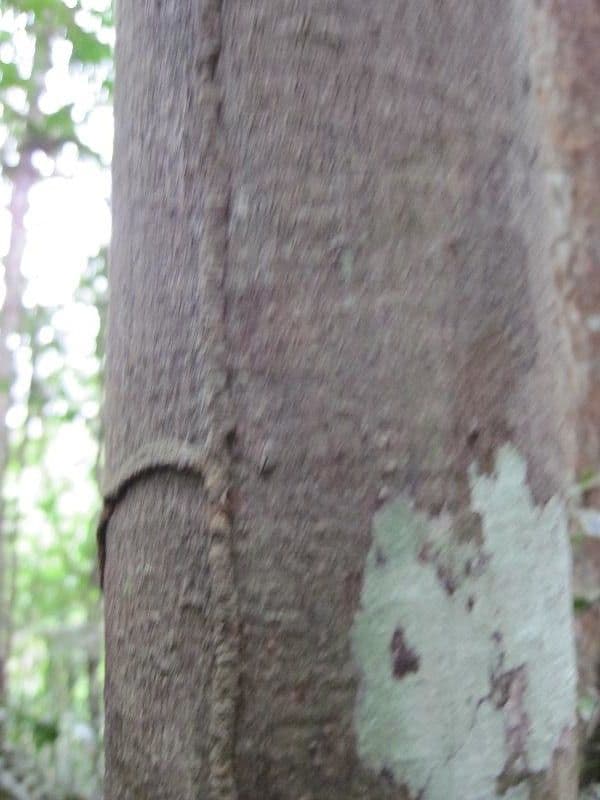 Trattinnickia 2
