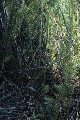 Lattuga pelosa 7