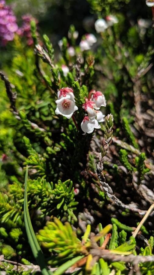 Harrimanella hypnoides 2