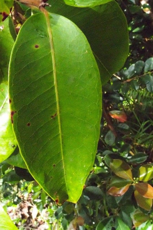 Eugenia 5