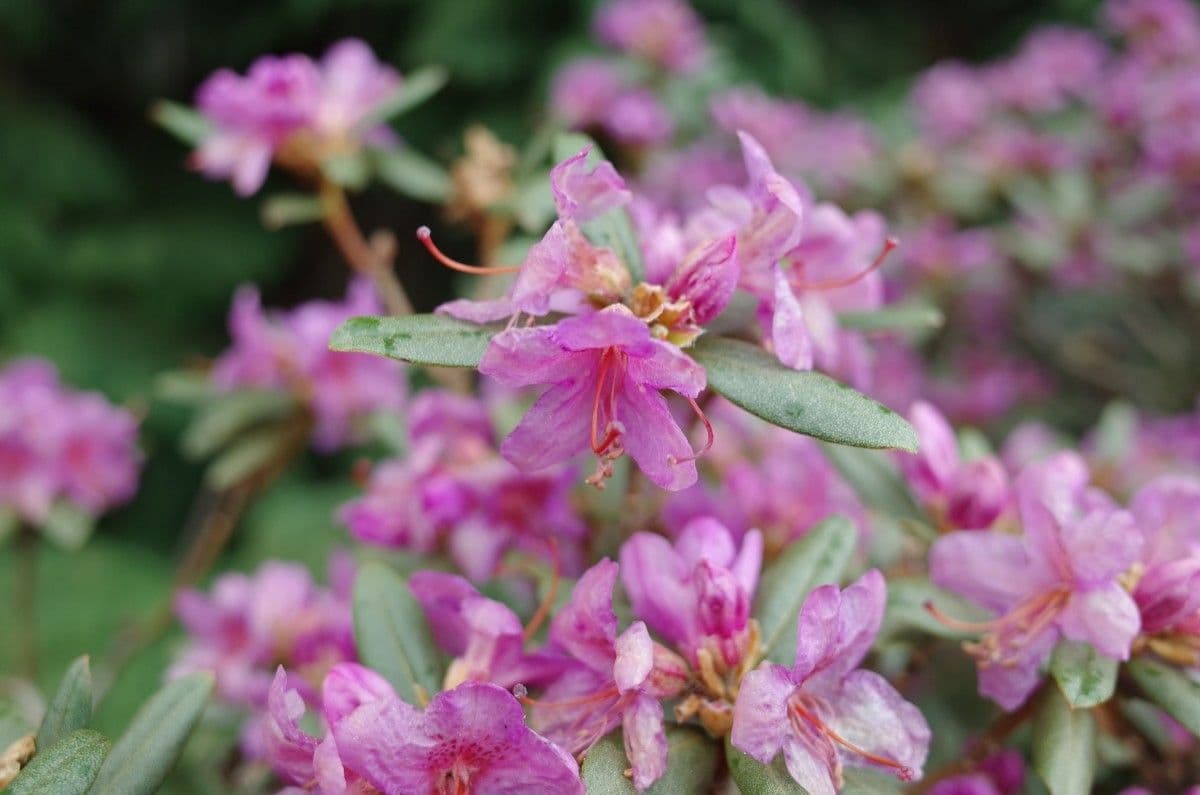 Rododendro 8