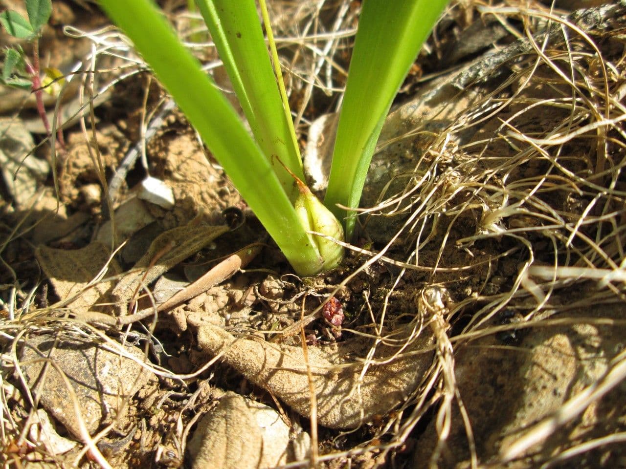 Frühlingsknotenblume 8