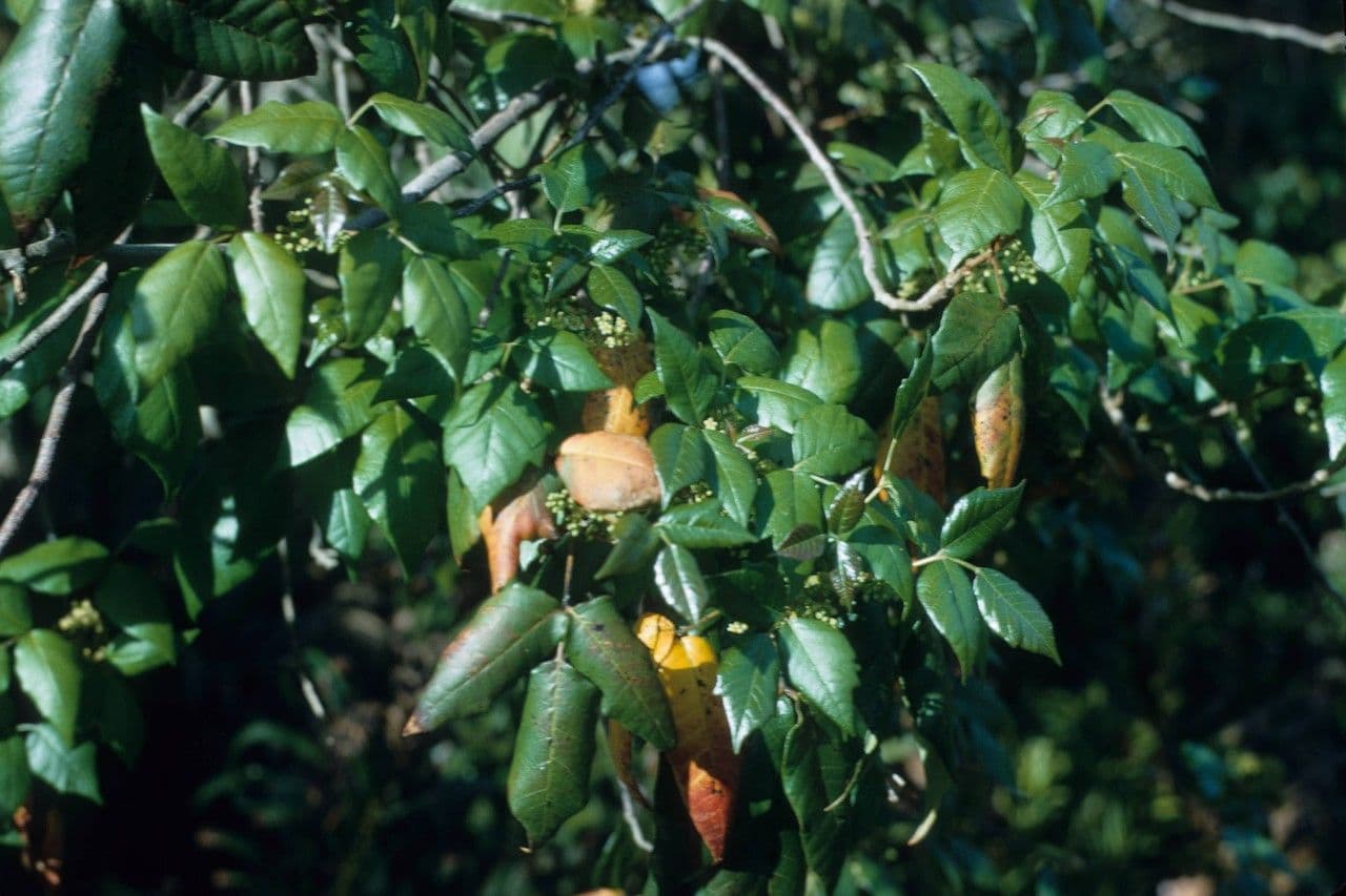 Toxicodendron pubescens 2