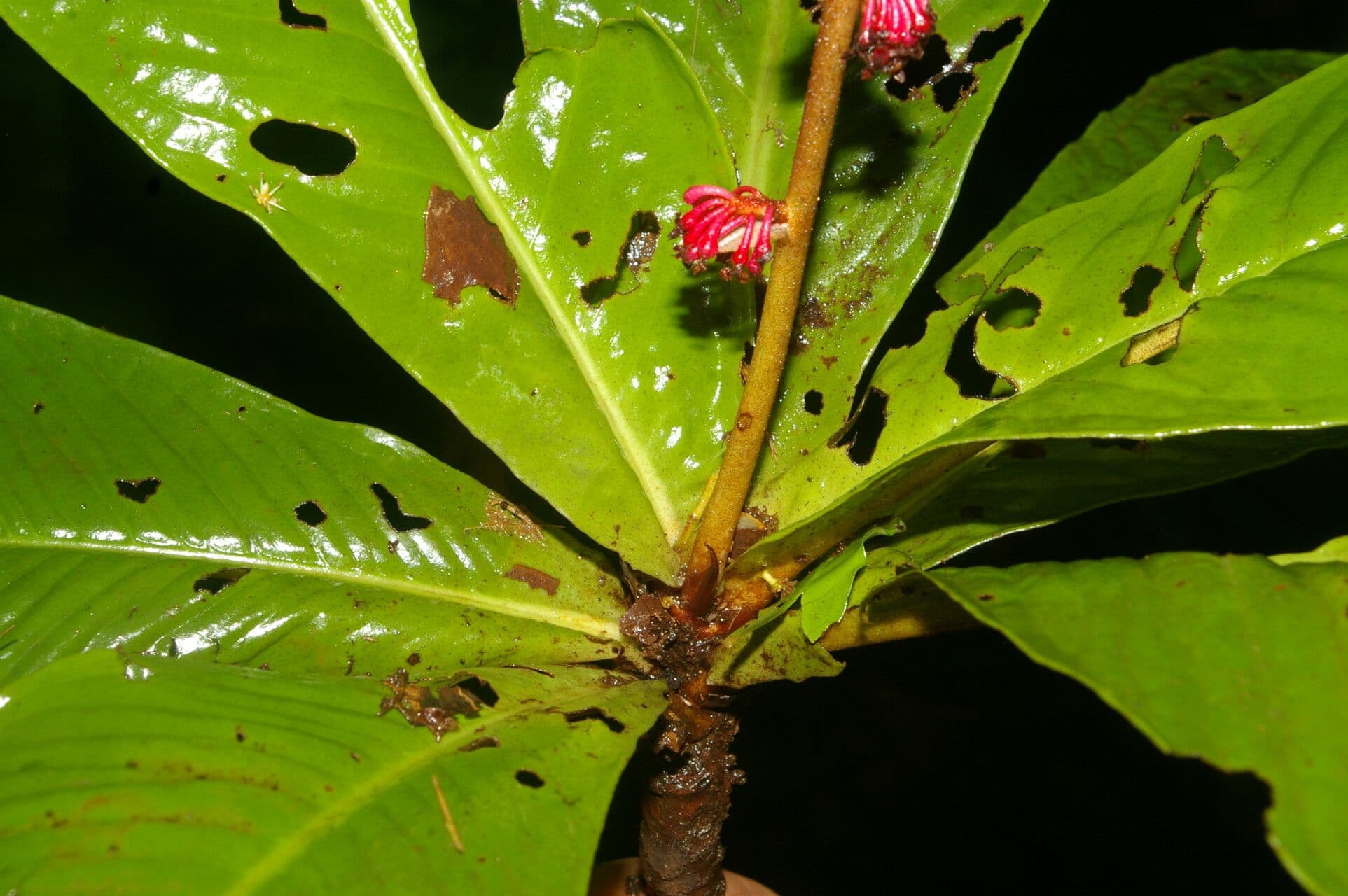 Ardisia 4