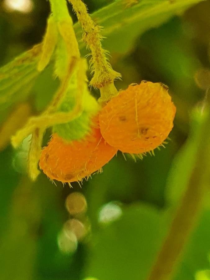 Grewia 2