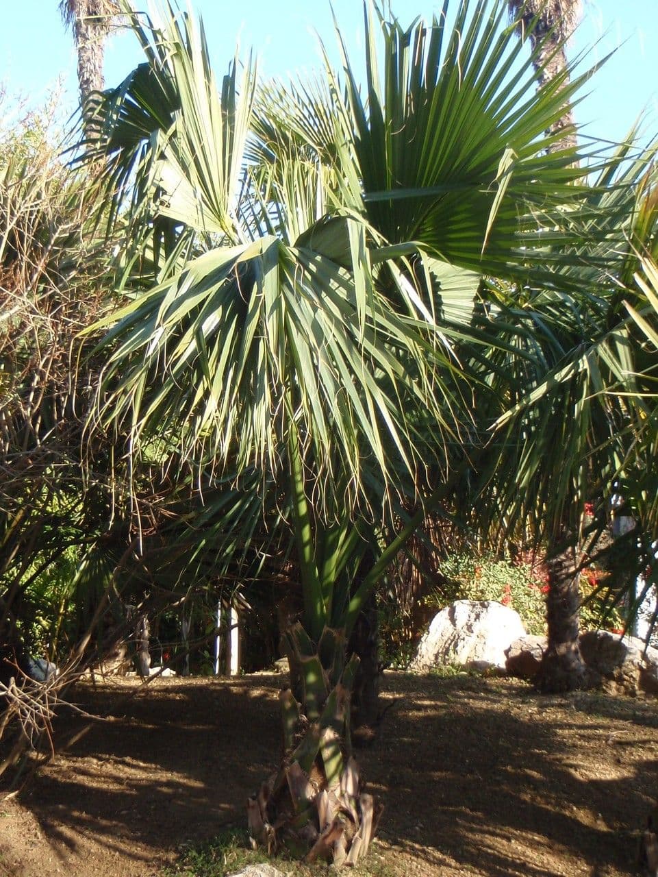 Palma 12