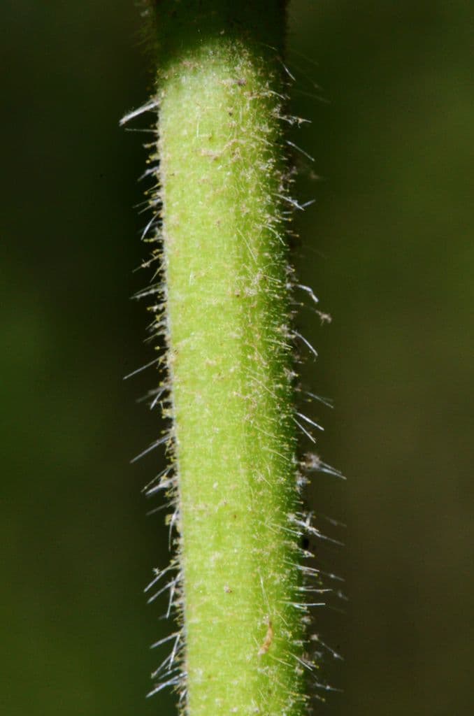 Triosteum perfoliatum 19