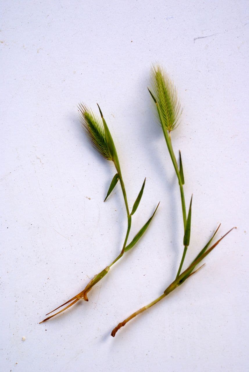 Orzo marittimo 24