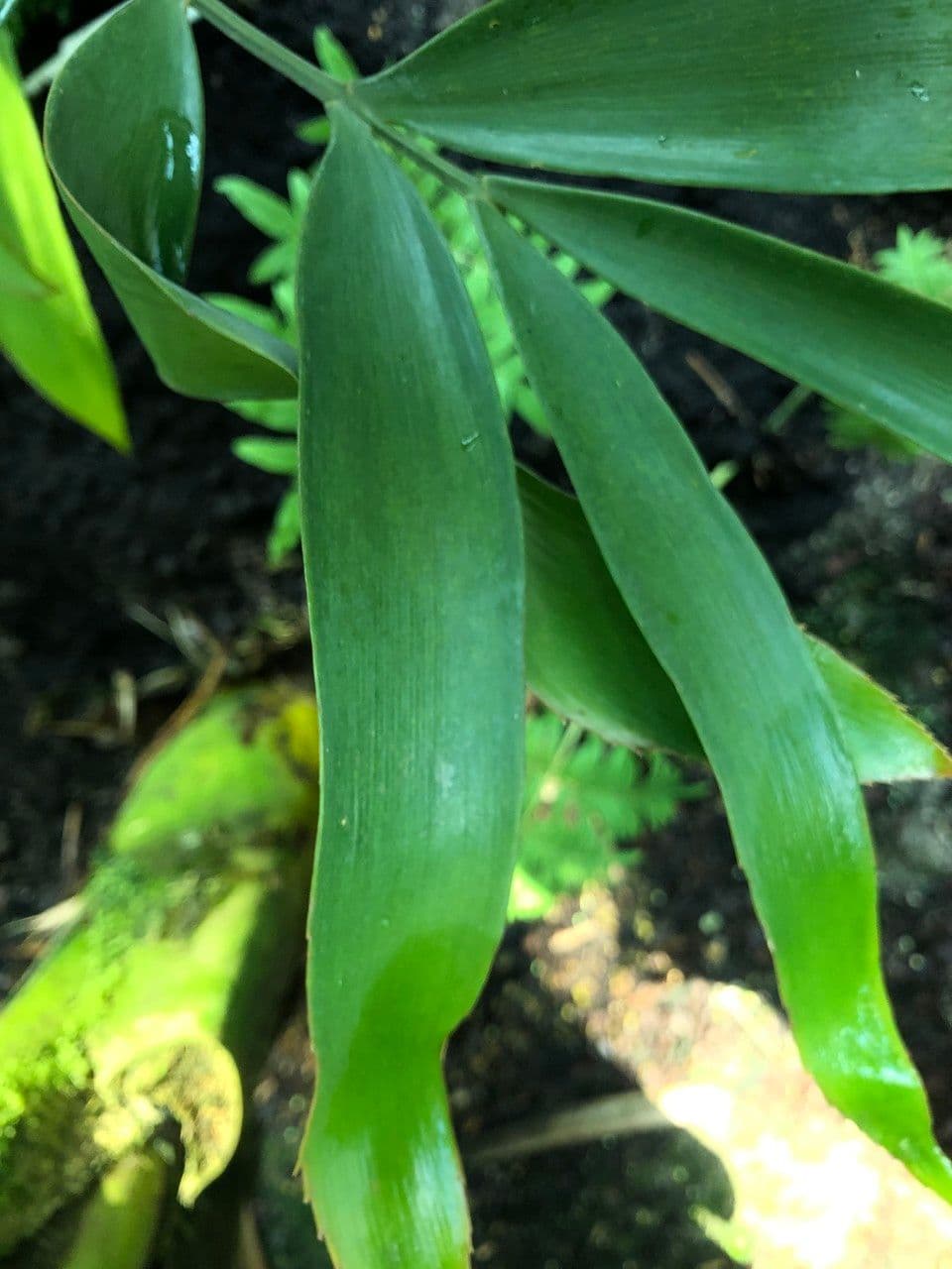 Zamia 8