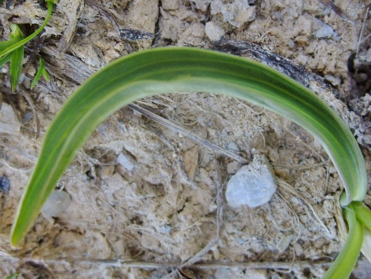 Jaskier Küpfera 19