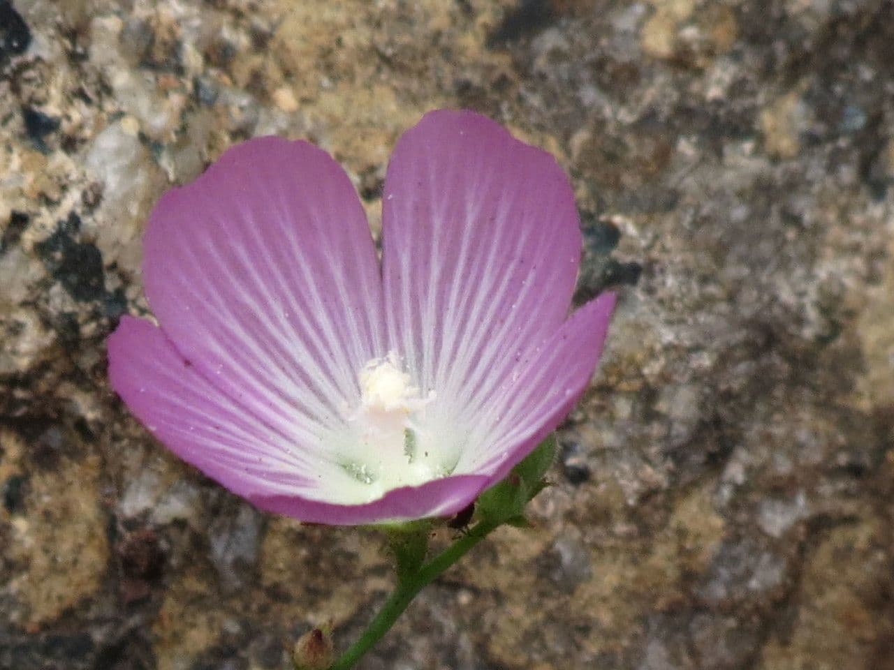 Sidalcea cerosa 3