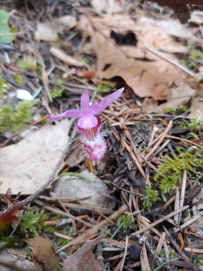 Calypso bulbosa 4