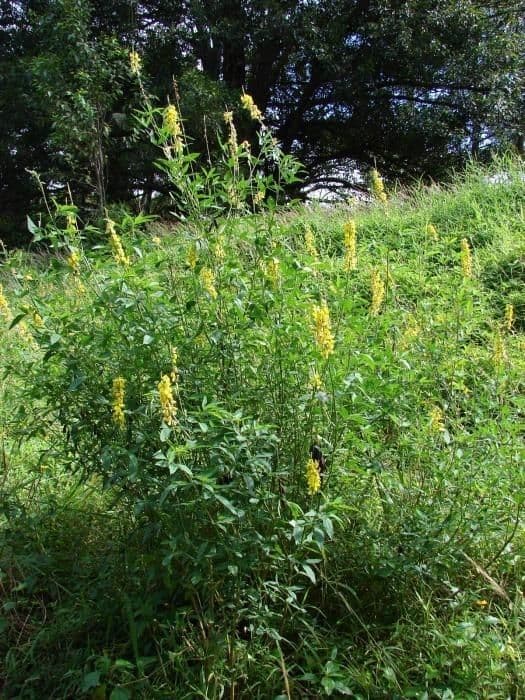 Crotalaria trichotoma 8