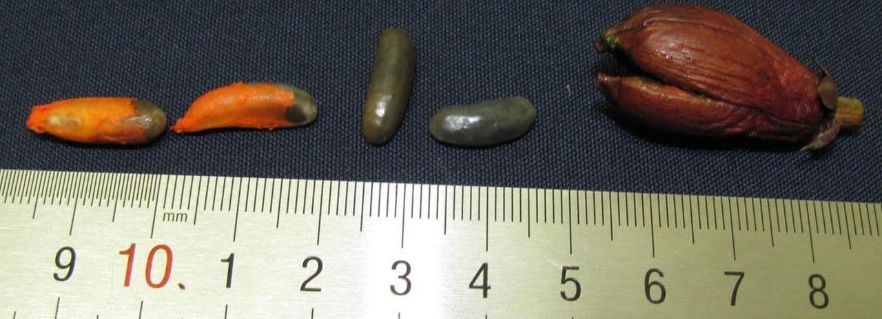 Chrysochlamys 5