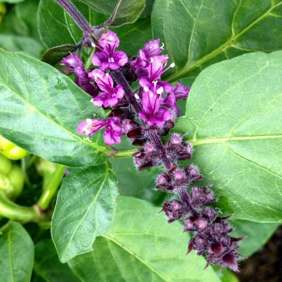 Basilic 10