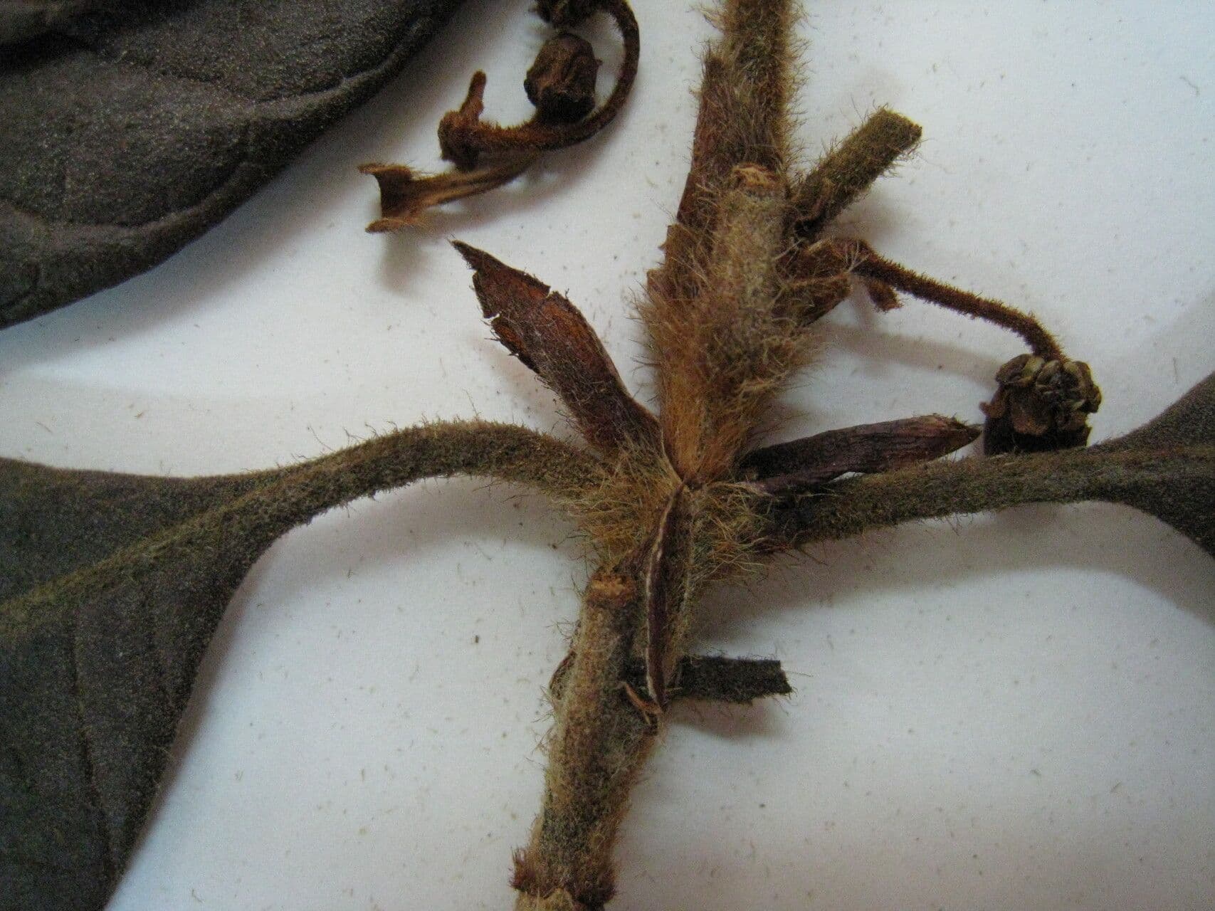 Byrsonima stipulata 5