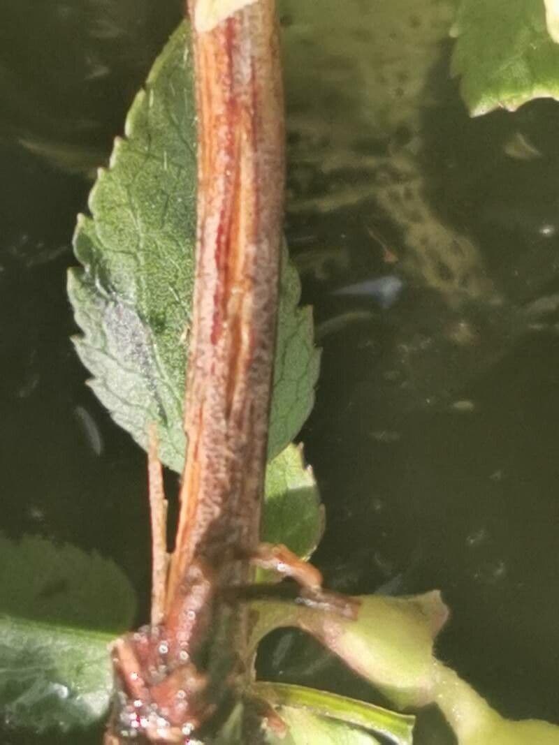 Clematis cirrhosa 22