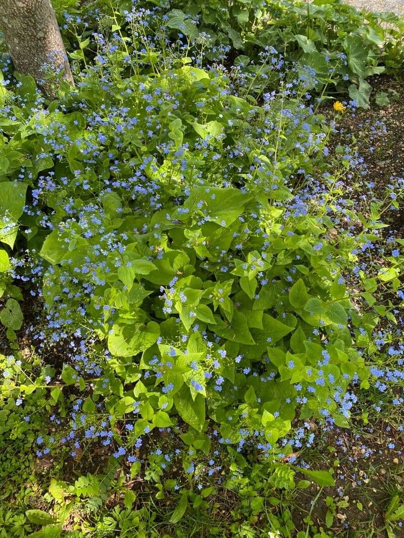 Brunnera macrophylla 9