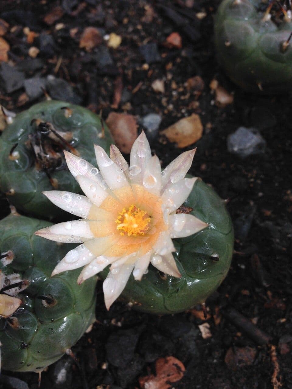 Turbinicarpus 2