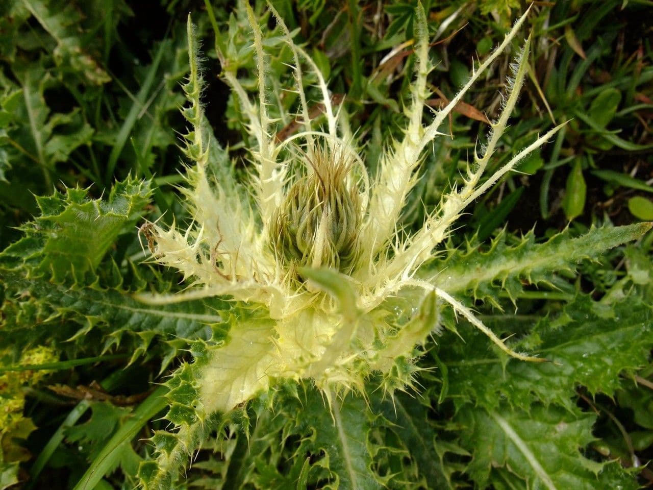 Cardo spinosissimo 3