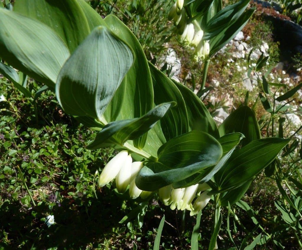Echtes Salomonssiegel 27