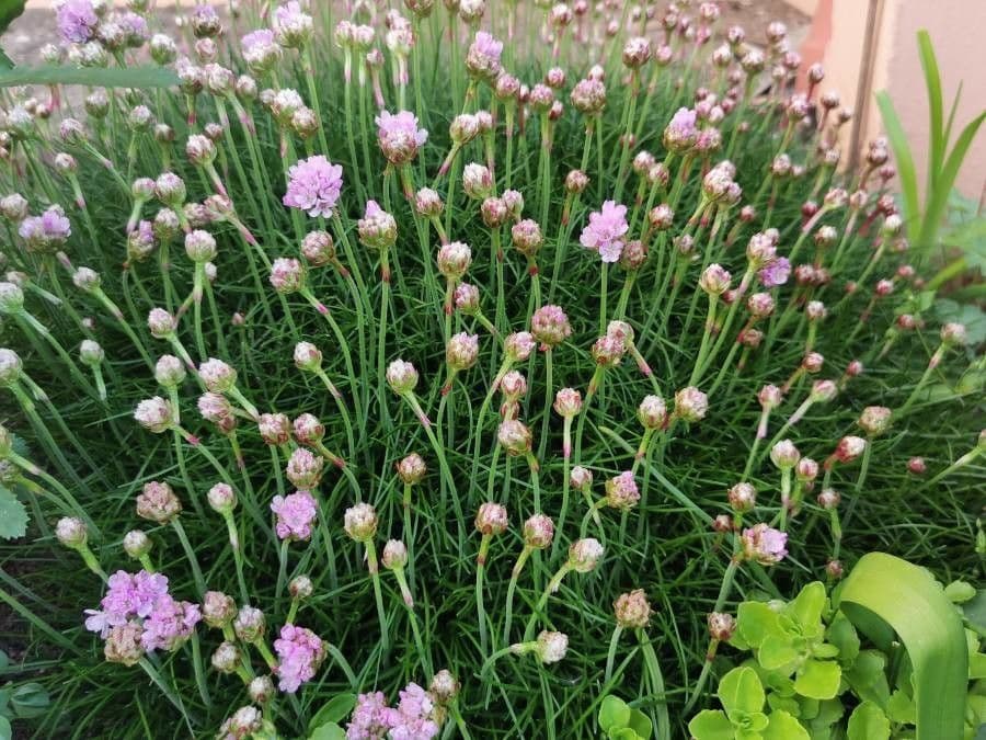 Armeria 24