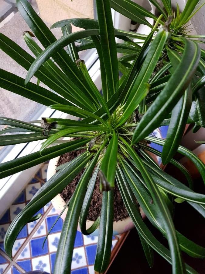 Madagaskar-Palme 16