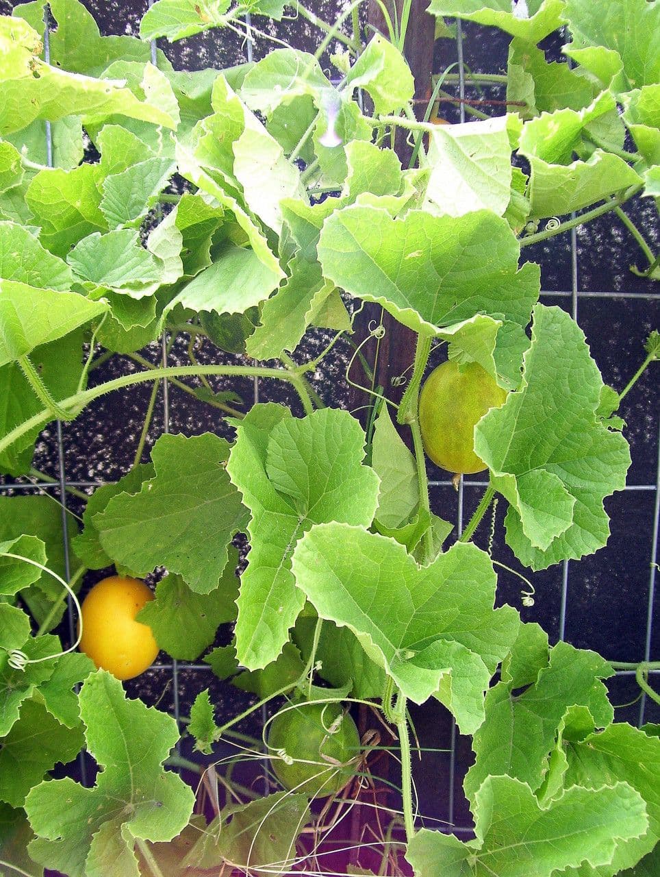 Zucca fetida 12