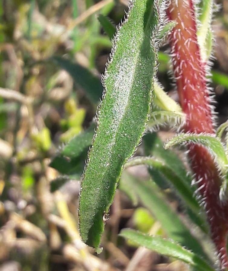 Campanula speciosa 13