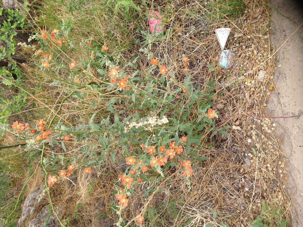 Sphaeralcea 8