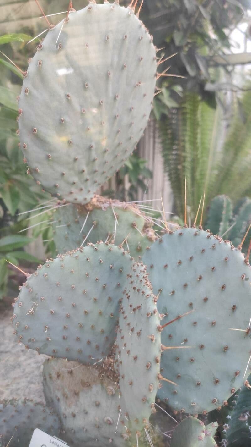 Opuntia tulipano