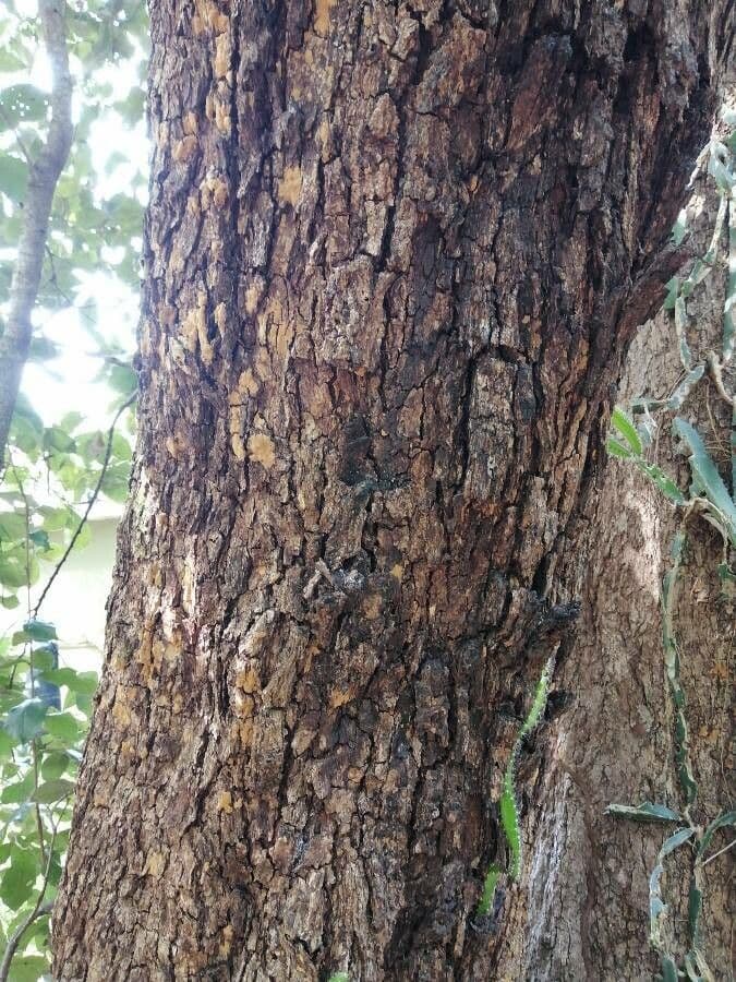 Quercia 18