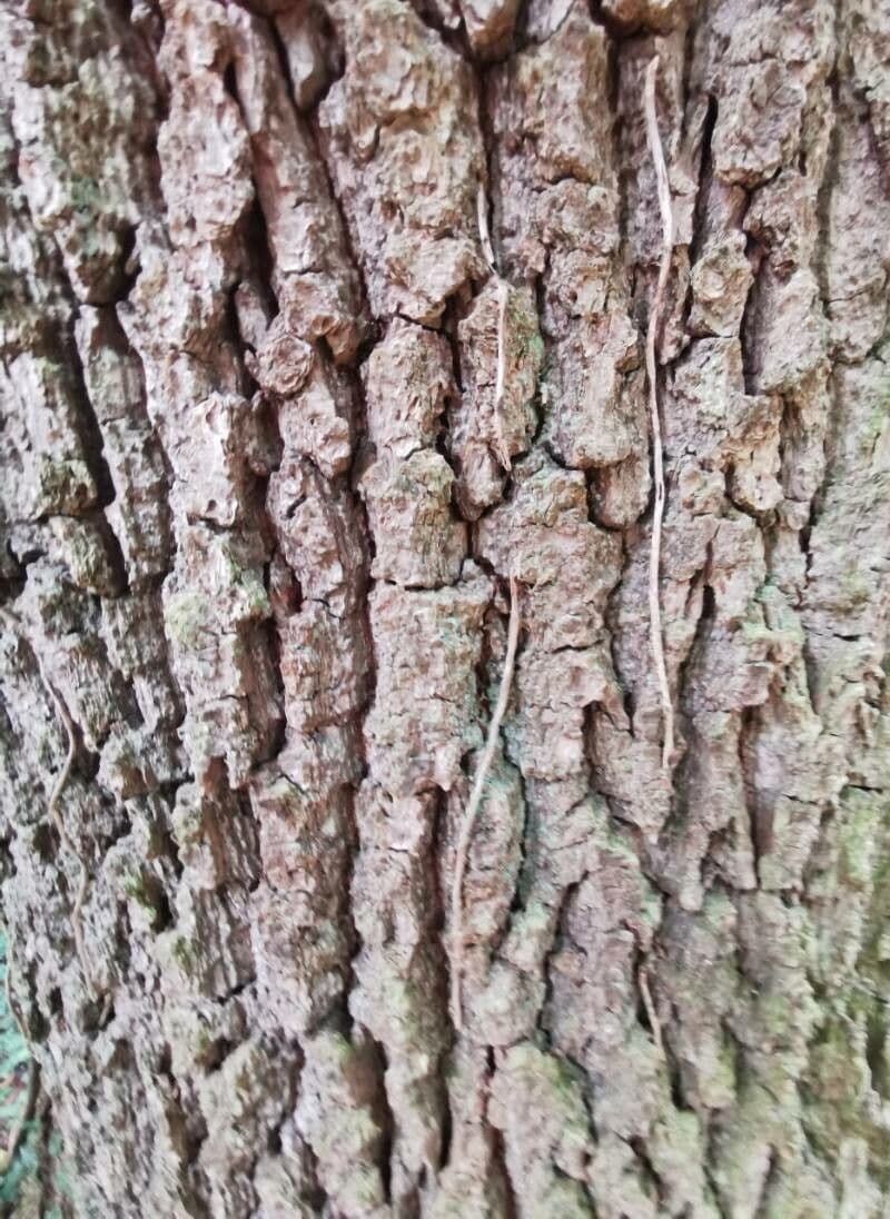 Quercia comune 22