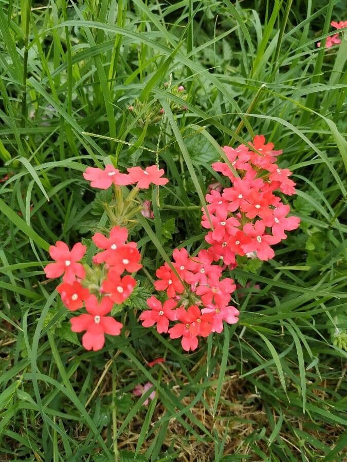 Verbena ibrida 6