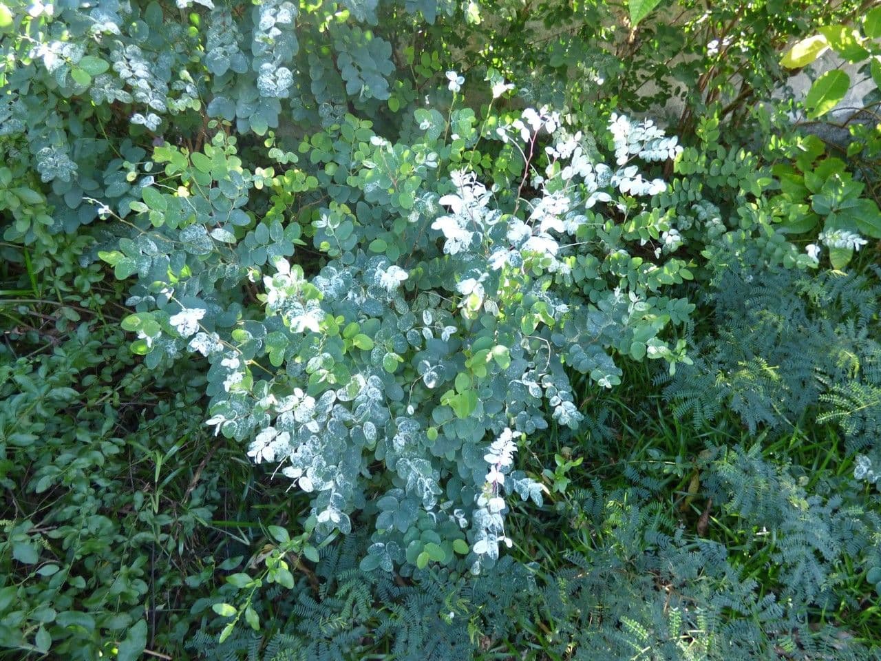 Breynia disticha 10