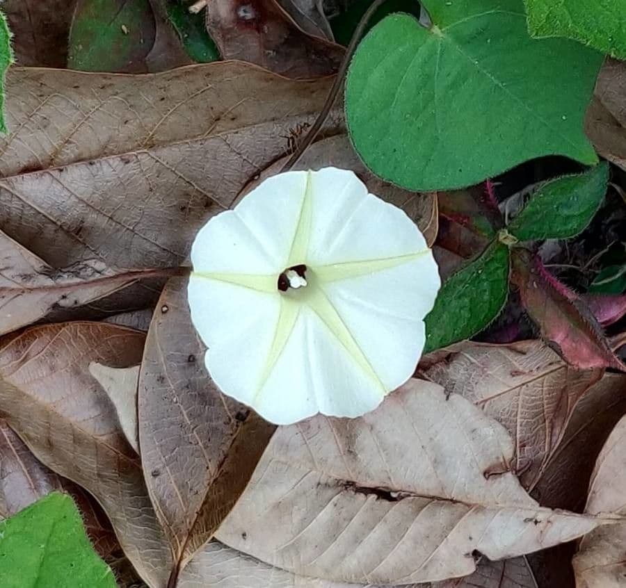 Ipomoea tmavá 6