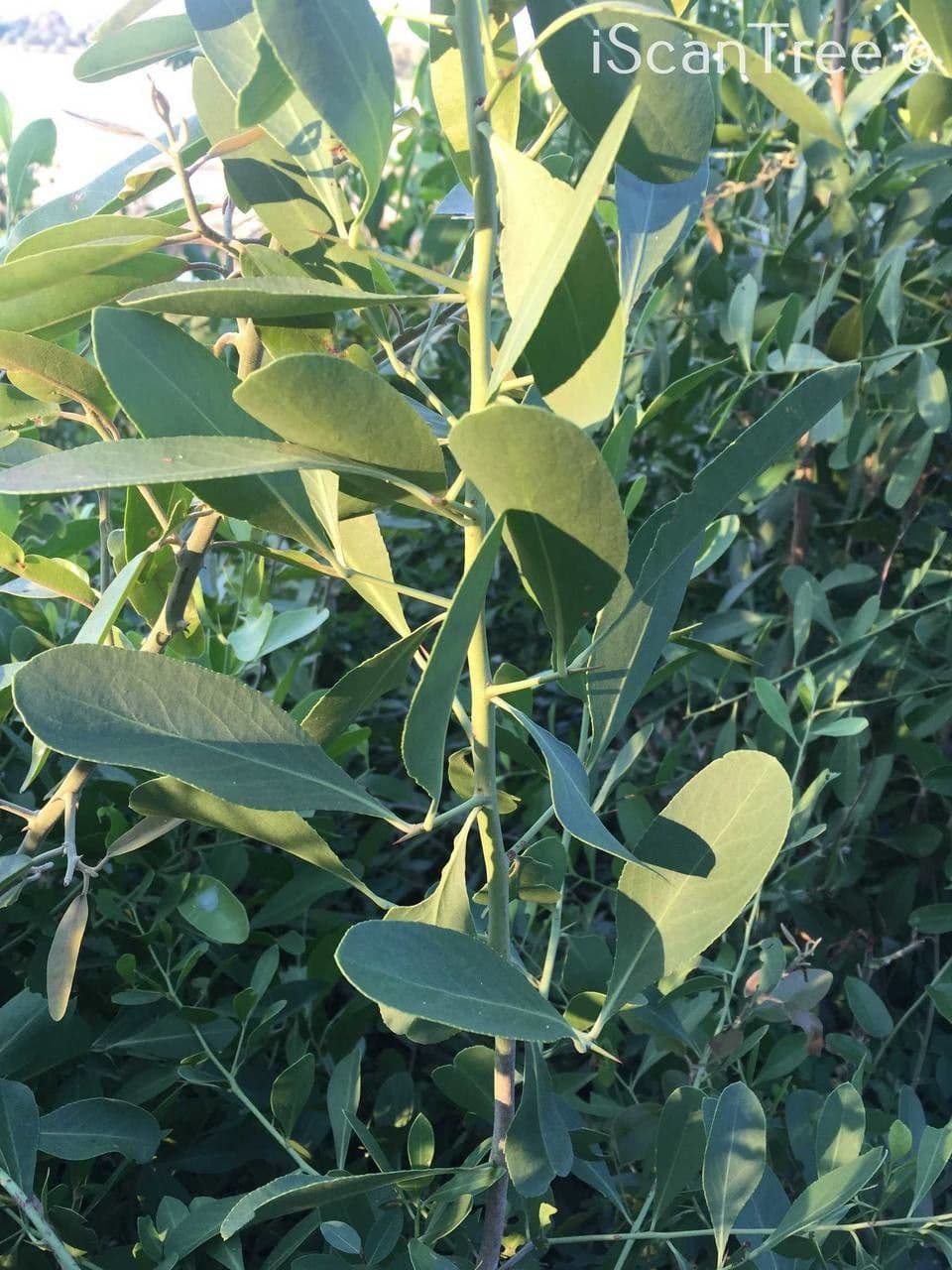 Gymnosporia 18