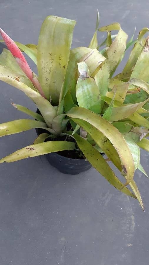 Aechmea nudicaulis 16