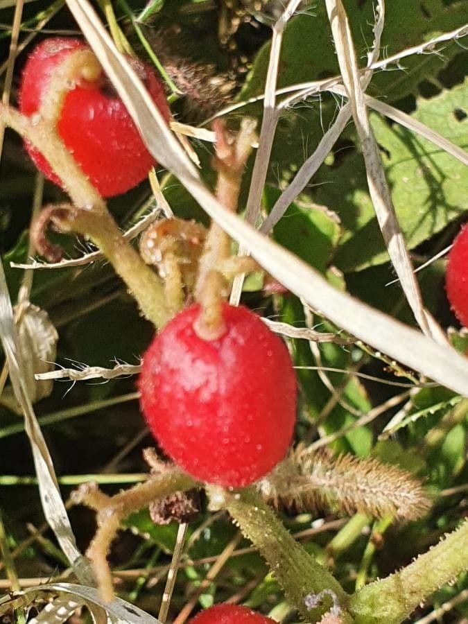 Cyphostemma 2