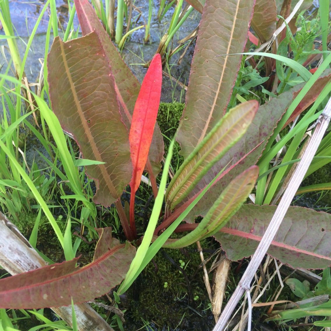Rumice verticillata 8
