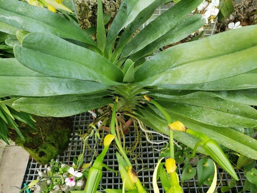 Orchidea di Darwin 8