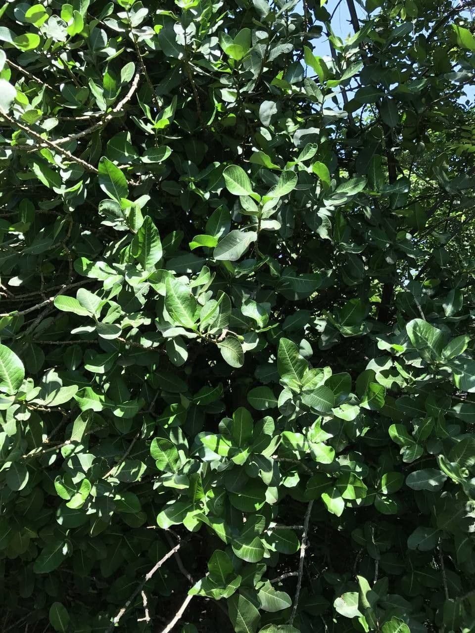 Garcinia livingstonei 10