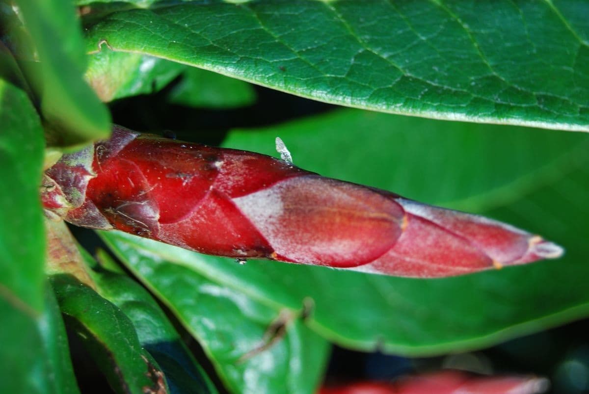 Rododendro 5