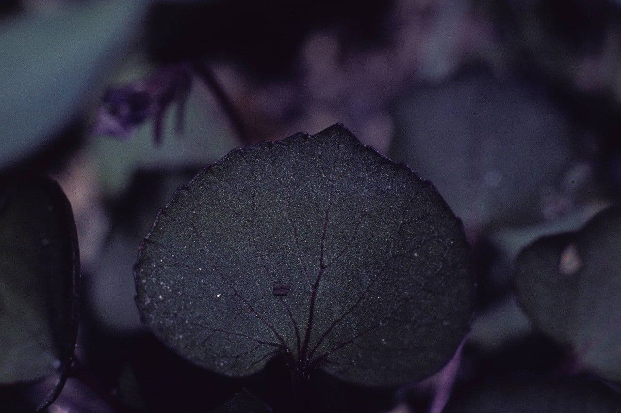 Rock violet 2